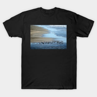 Nicaragua - Oiseaux sur la plage T-Shirt